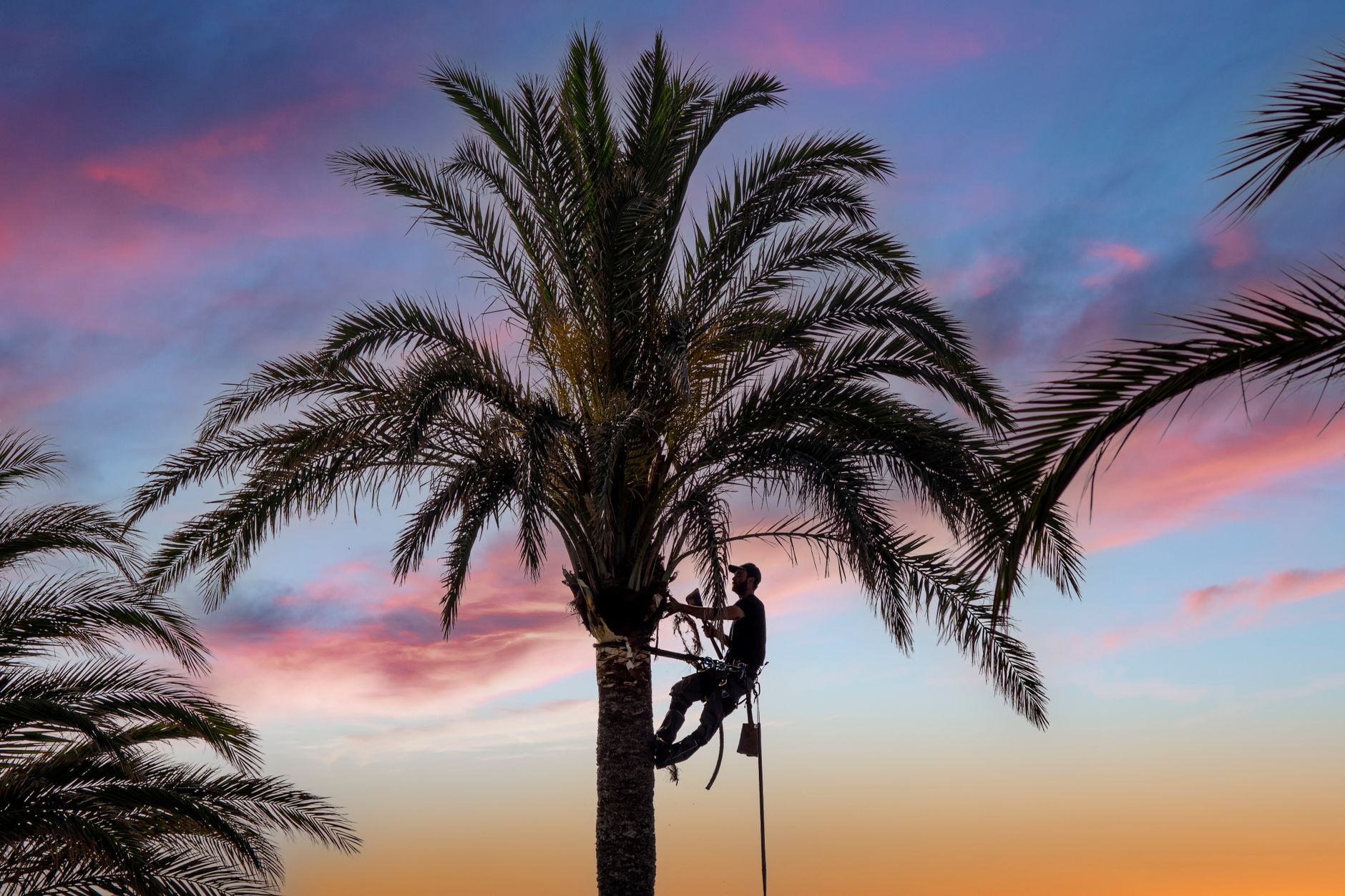 Tree Squad trimming a tree